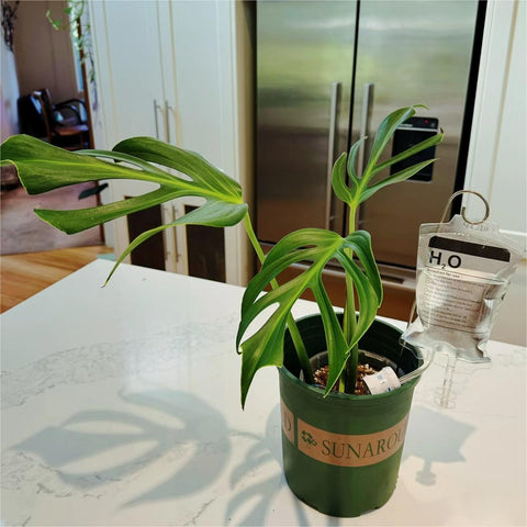 Automatisches Bewässerungsgerät für Zimmerpflanzen, Tropfbewässerungsbeutel mit einstellbarem Durchfluss, Pflanzenlebensunterstützung, Garten Geschenke